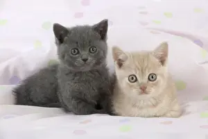 British Shorthair Prints: CAT - 7 week old british shorthair kittens