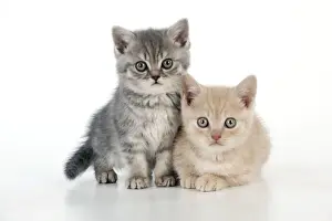 CAT - 7 week old british shorthair kittens