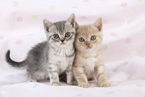 CAT - 7 week old British shorthair kittens
