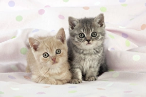 CAT - 7 week old British shorthair kittens CAT - 7 week old British shorthair kittens