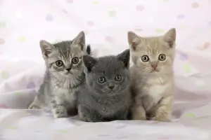Kitten Prints: CAT - 7 week old british shorthair kittens