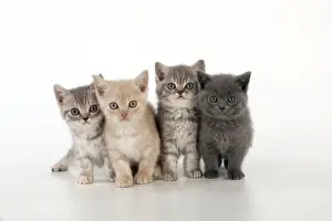 Small Pet Prints: CAT - 7 week old british shorthair kittens