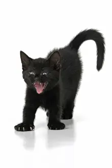 CAT. 7 weeks old, black kitten, stretching and yawning, facial expression, cute, studio, white background