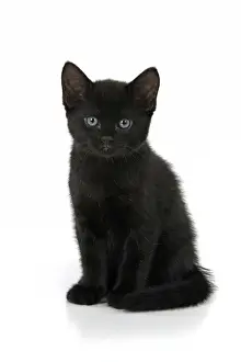 CAT. 7 weeks old, black kitten, sitting, cute, studio, white background