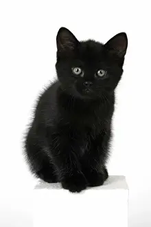 CAT. 7 weeks old, black kitten, sitting, cute, studio, white background
