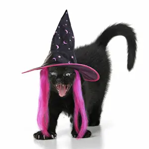 CAT. 7 weeks old, black kitten, stretching and yawning, wearing a witches hat at Halloween