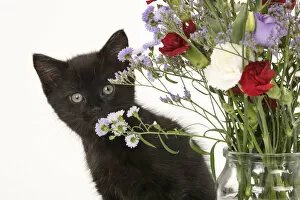 Vase Gallery: CAT. 7 weeks old black kitten, with flowers, studio, white background Date: 18-03-2019