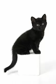 Images Dated 10th August 2021: CAT. 7 weeks old, black kitten, sitting, cute, studio, white background