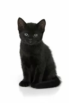 Images Dated 10th August 2021: CAT. 7 weeks old, black kitten, sitting, cute, studio, white background