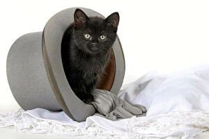 Images Dated 10th August 2021: CAT. 7 weeks old, black kitten, sitting in a wedding top hat, cute, studio, white background