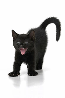 Images Dated 10th August 2021: CAT. 7 weeks old, black kitten, stretching and yawning, facial expression, cute, studio