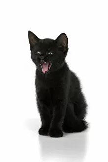 Images Dated 10th August 2021: CAT. 7 weeks old, black kitten, yawning, smile, facial expression, cute, studio, white background