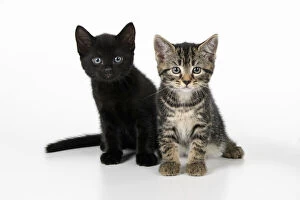 Images Dated 10th August 2021: CAT. 7 weeks old, black & tabby kittens, sitting together, cute, studio, white background