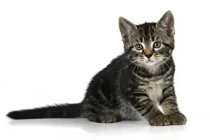 Tabbies Prints: CAT. 7 weeks old, tabby kitten, , cute, studio, white background