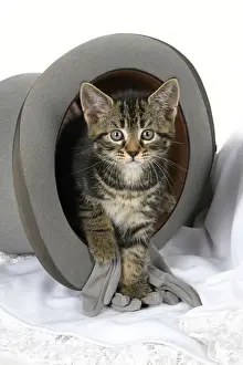 Tabbies Prints: CAT. 7 weeks old, tabby kitten