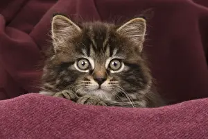 CAT. 7 weeks old tabby kitten, in fabric, , studio