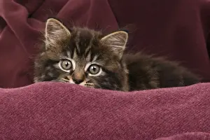 CAT. 7 weeks old tabby kitten, in fabric, , studio