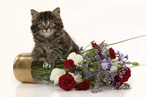 CAT. 7 weeks old tabby kitten, with flowers, studio, white background