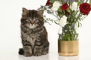 Vase Gallery: CAT. 7 weeks old tabby kitten, with flowers, studio, white background Date: 18-03-2019