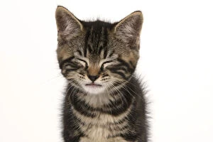 CAT. 7 weeks old tabby kitten, head & shoulders, eyes closed, cute, studio, white background Date: 18-03-2019
