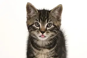 CAT. 7 weeks old tabby kitten, head & shoulders, looking at camera, mouth open, tongue, cute, studio, white background