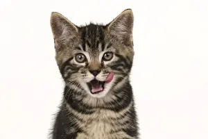 CAT. 7 weeks old tabby kitten, head & shoulders, looking at camera, mouth open, tongue, cute, studio, white background