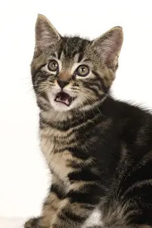 CAT. 7 weeks old tabby kitten, head & shoulders, looking at camera, mouth open, tongue, cute, studio, white background