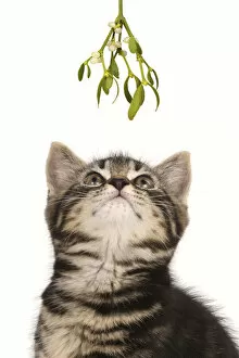 CAT. 7 weeks old tabby kitten looking up at Mistletoe at Christmas waiting for a kiss Date: 04-11-2021