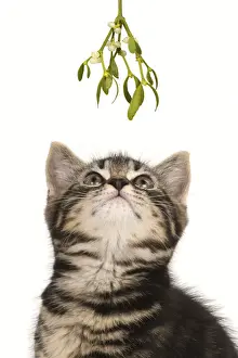 Waiting Prints: CAT. 7 weeks old tabby kitten looking up at Mistletoe at Christmas waiting for a kiss