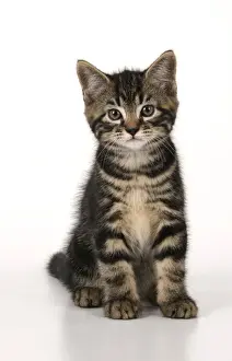 Tabby Prints: CAT. 7 weeks old tabby kitten, sitting, cute, studio, white background