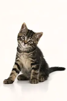 CAT. 7 weeks old tabby kitten, sitting, cute, studio, white background