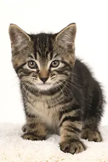 CAT. 7 weeks old tabby kitten, sitting, cute, studio, white background