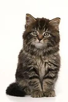 CAT. 7 weeks old tabby kitten, sitting, cute, studio, white background