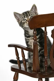 Images Dated 10th August 2021: CAT. 7 weeks old tabby kitten, sitting in a mini chair, , cute, studio, white background