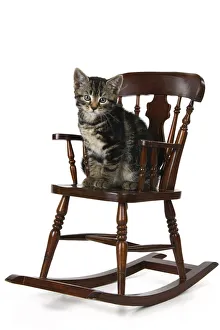 CAT. 7 weeks old tabby kitten, sitting in a mini chair, ,cute, studio, white background Date: 18-03-2019 CAT. 7 weeks old tabby kitten, sitting in a mini chair, ,cute, studio, white background Date: 18-03-2019