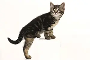 Copyspace Prints: CAT. 7 weeks old tabby kitten, stepping up, cute, studio, white background