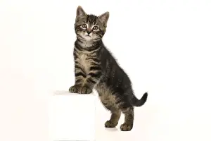 CAT. 7 weeks old tabby kitten, stepping up, cute, studio, white background