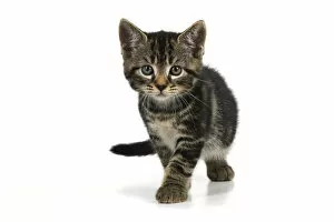 Images Dated 10th August 2021: CAT. 7 weeks old tabby kitten, walking to camera, cute, studio, white background