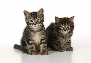Tabbies Prints: CAT. 7 weeks old tabby kittens, sitting together, cute, studio, white background