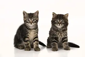 CAT. 7 weeks old tabby kittens, sitting together, cute, studio, white background