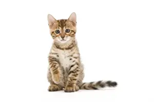 Kitten Prints: Cat - 8 week old Bengal kitten - sitting in studio