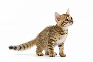Bengal Prints: Cat - 8 week old Bengal kitten - in studio