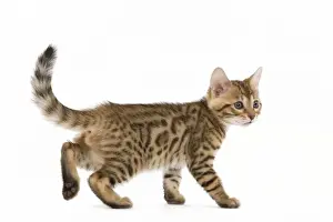 Cat - 8 week old Bengal kitten - in studio