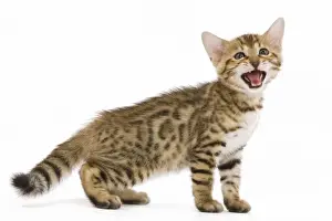 Bengal Prints: Cat - 8 week old Bengal kitten - in studio miaowing