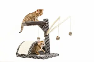 Bengal Prints: Cat - 8 week old Bengal kittens - on activity centre / scratching post