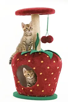 Kennels Prints: Cat - two 8 week old bengal kittens in studio playing in activity centre / scratching post