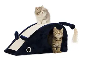 Cat - 8 week old British shorthair & British longhair kittens in studio playing on mouse shaped cat house