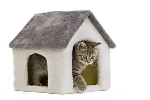 British Shorthair Prints: Cat - 8 week old British shorthair kitten in studio in cat house
