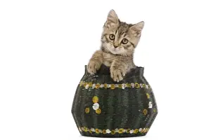 Kitten Prints: Cat - 8 week old British shorthair kitten in studio in wicker basket