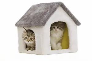 British Shorthair Prints: Cat - 8 week old British shorthair kittens in studio in cat house